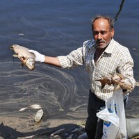 Aydın'da ilginç olay! Martılar da ölüyor
