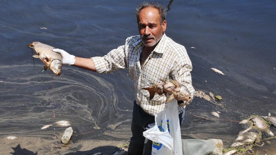 Aydın'da ilginç olay! Martılar da ölüyor
