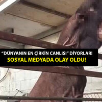 "Dünyanın en çirkin canlısı" sosyal medyada olay oldu