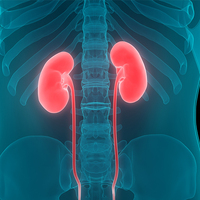 Böbrekle ilgili bunları yanlış biliyoruz...