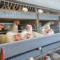 Beyaz ette sözleşme krizi çıktı, üretim dibe vurdu