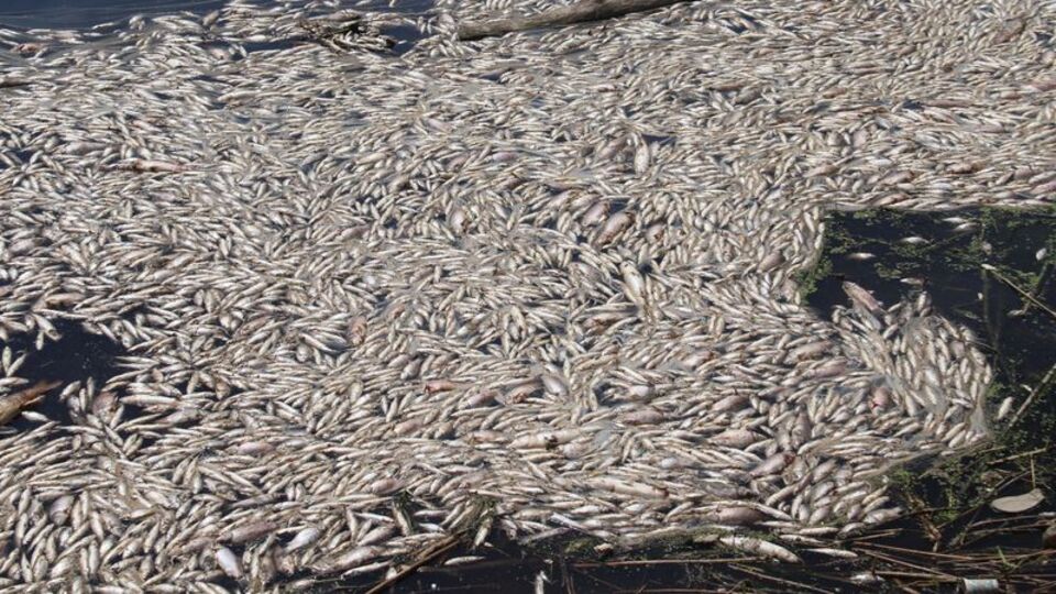 Ölümler devam ediyor! Rapor var, önlem yok