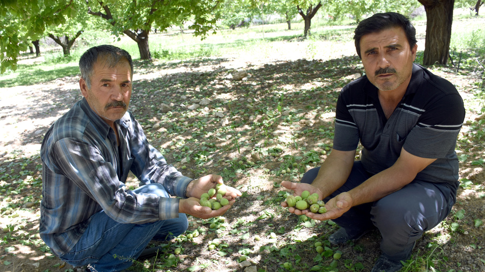 Malatya kayısısına ikinci darbe