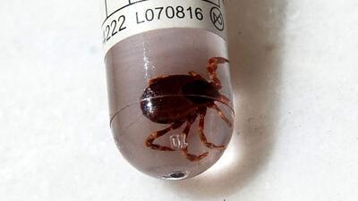 Kırım Kongo Kanamalı Ateşi hastalığı şüphesiyle ölüm