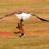 3 hayvanın heyecan dolu mücadelesi! Bakın kim kazandı?