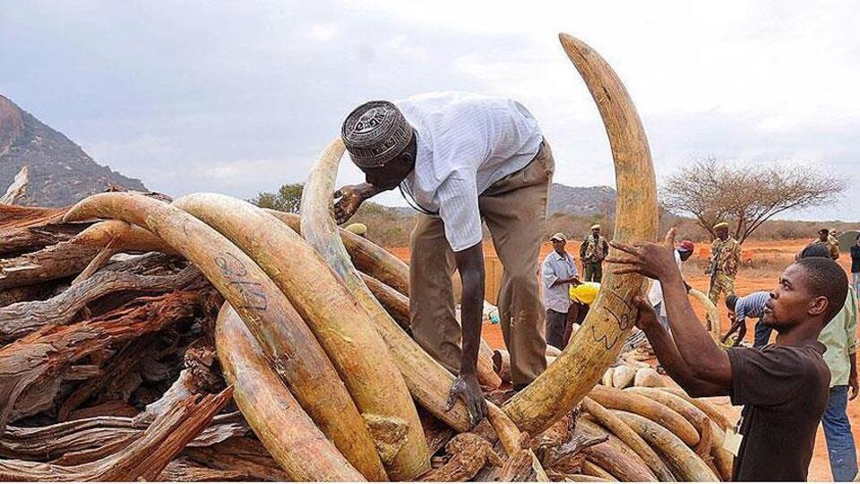 İnternetten vahşi yaşam ticareti