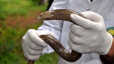 Bahçeşehir'de oluklu kertenkele korkusu