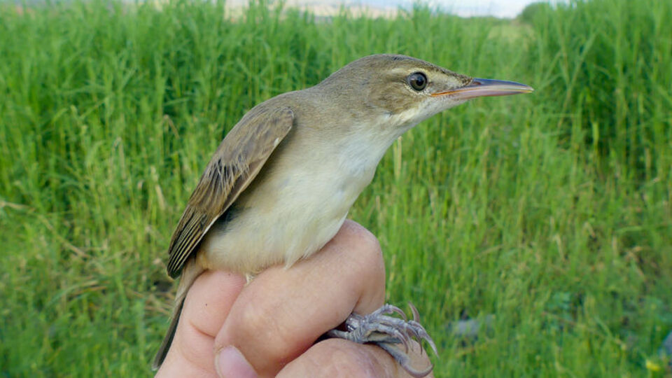 Türkiye'de ilk kez görüldü!