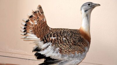 Uçabilen en ağır kuş türü! Muş'ta görüldü