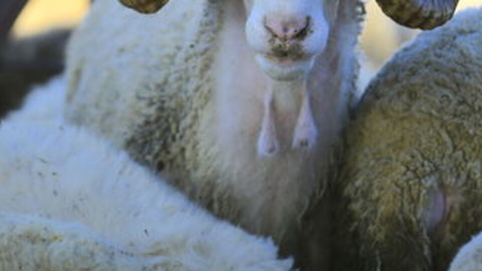 Kurban Bayramı ne zaman?