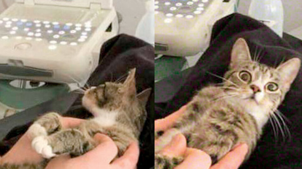 Kilo almaya başlayınca sahibi veterinere götürdü! Sonuca kedi bile şaşırdı