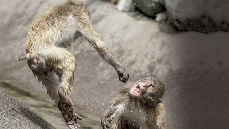 Tekme tokat birbirlerine girdiler