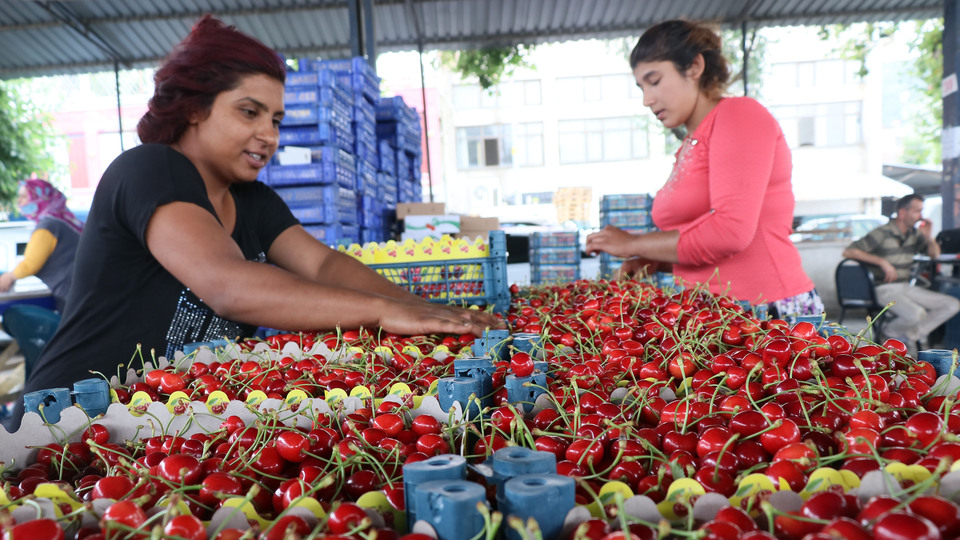 Kiraz fiyatının düşmesine üreticilerden tepki