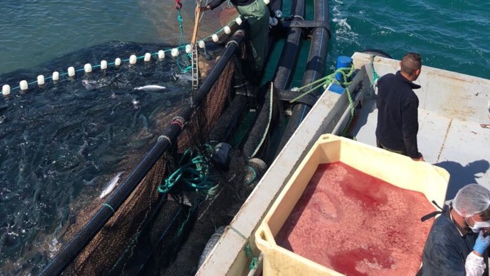 Trabzon'da üretiliyor! Uzakdoğu'dan talep yağıyor