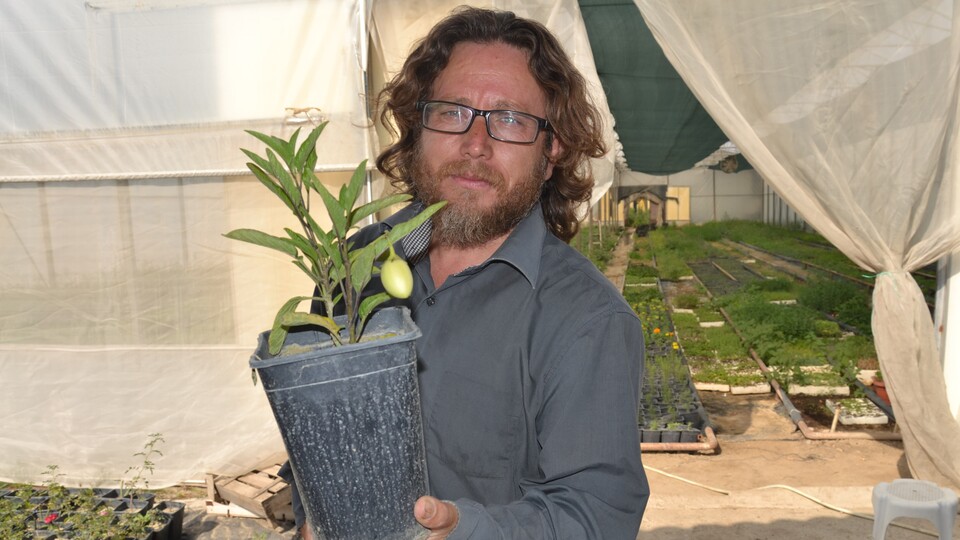 Manisa'da yetişiyor