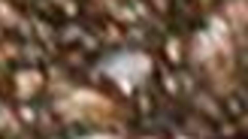 Her yıl 5 milyon kişiyi yılan ısırıyor