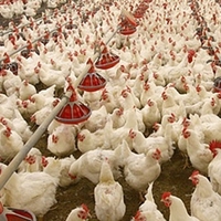 Beyaz et üreticileri kendine tesis alıyor