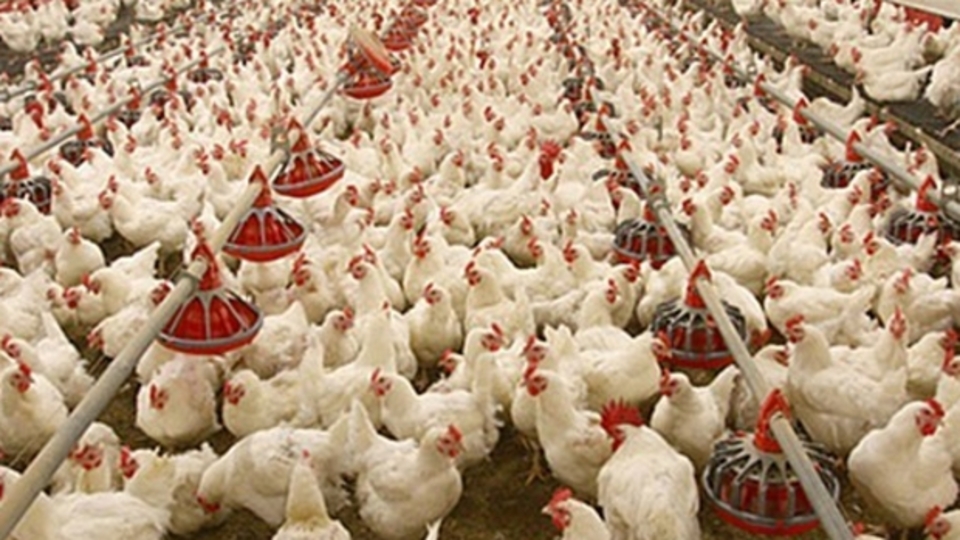 Beyaz et üreticileri kendine tesis alıyor