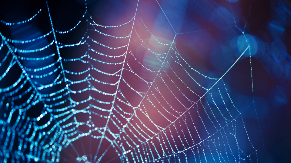 Örümcek ağı o hastalığa çare olur mu?