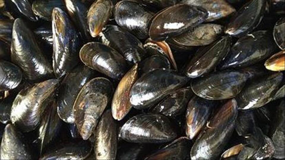 Midyelerde uyuşturucu maddeye rastlandı