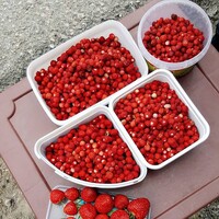 Talep patlamasının nedeni...