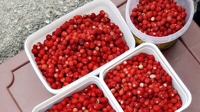 Talep patlamasının nedeni...