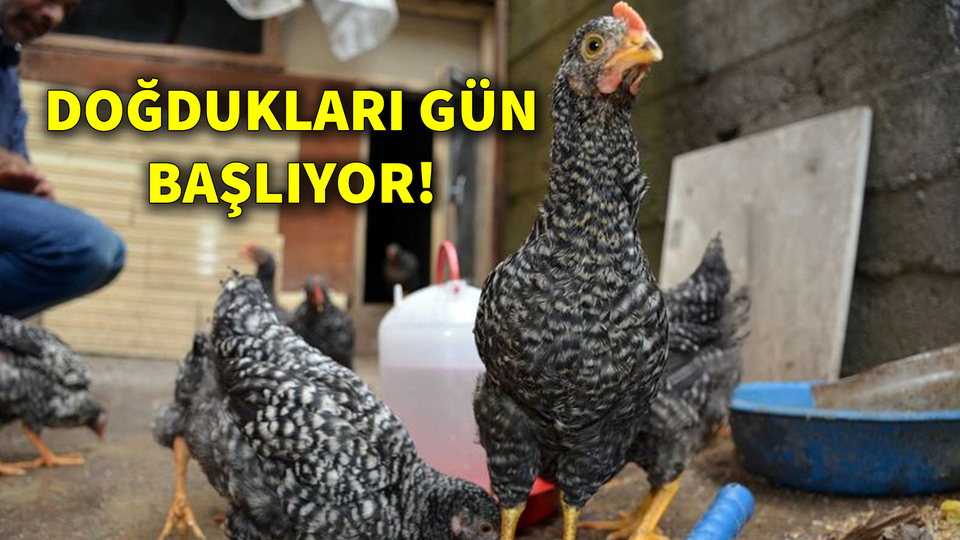 Bu tavukların öyle bir özelliği var ki!