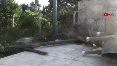 İçler acısı görüntü! 5 yılda viraneye döndü