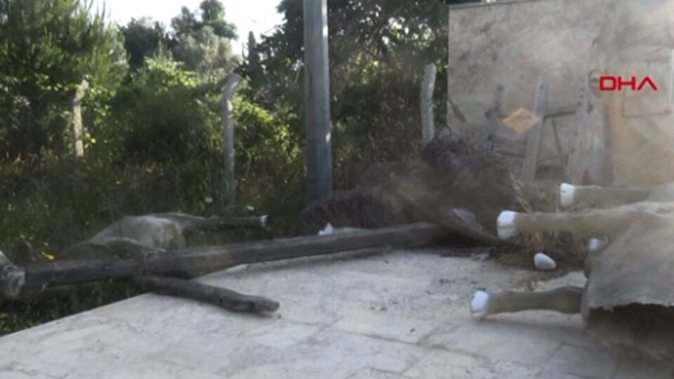 İçler acısı görüntü! 5 yılda viraneye döndü