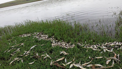 Korkutan görüntü! Yüzlercesi kıyıya vurdu