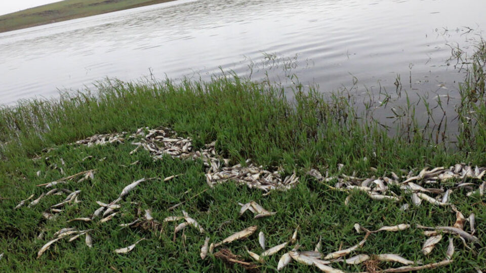 Korkutan görüntü! Yüzlercesi kıyıya vurdu