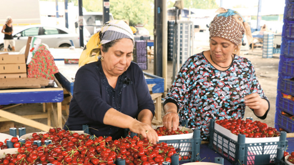Kiraz fiyatı düştü üretici isyan etti