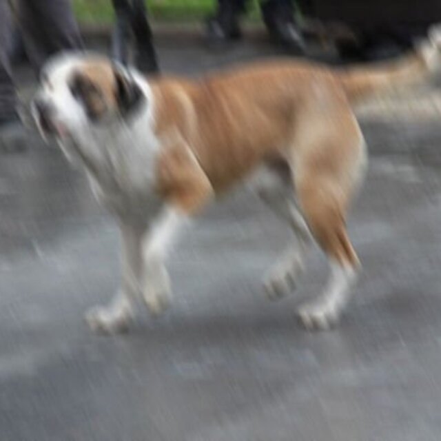 Köpek kavgası adliyede bitti