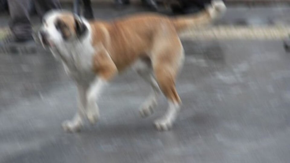 Köpek kavgası adliyede bitti