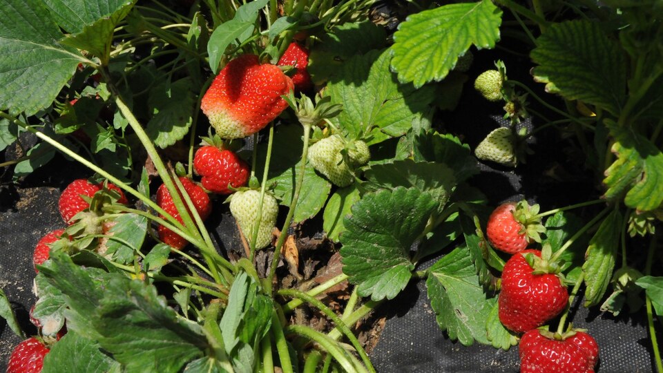 Patatesi bıraktı, çilekle yüzü güldü