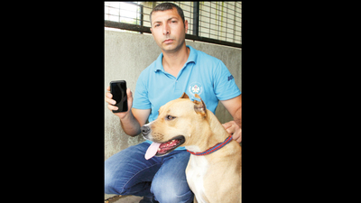 Pitbulllar müzikle sakinleştiriliyor