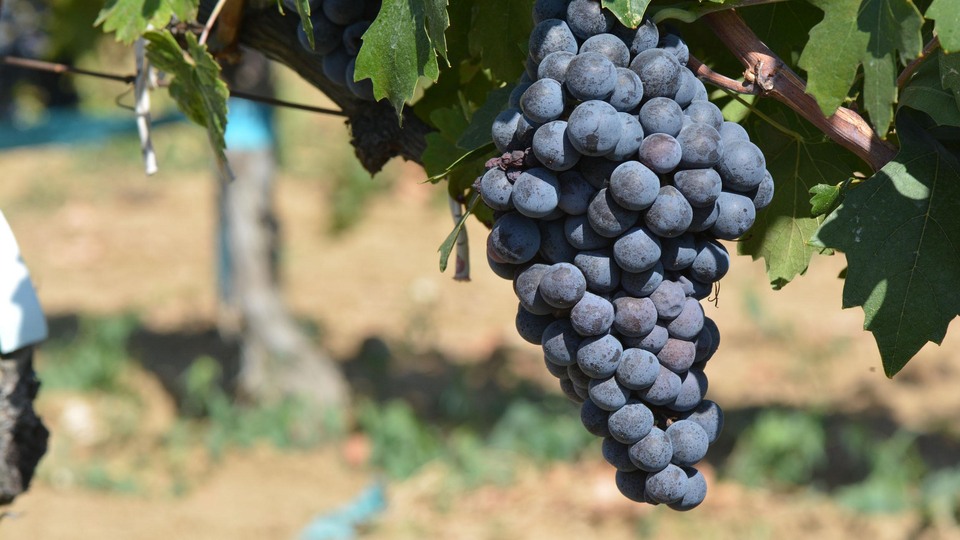Bağlarda salkım güvesine karşı biyolojik mücadele
