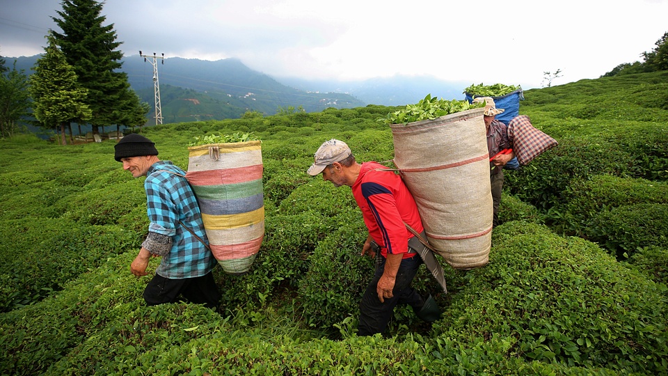 Çay üreticisinin yüzü fiyat artışıyla güldü
