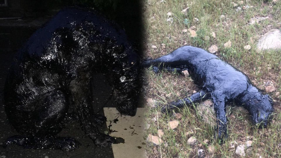 Saatlerce mücadele etti!