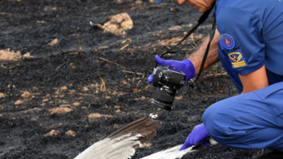 Burası Bodrum! Martı öyle bir şeye sebep oldu ki...
