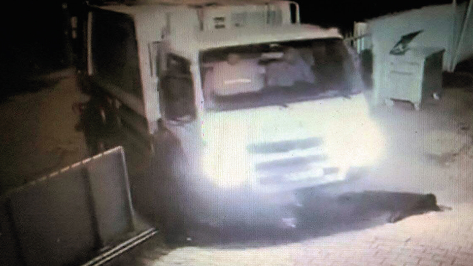 Köpeği öldürdü işten çıkarıldı