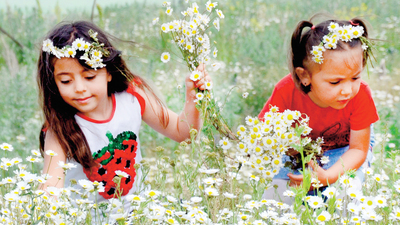 Demirci'nin geçim kaynağı papatya