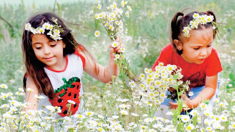 Demirci'nin geçim kaynağı papatya
