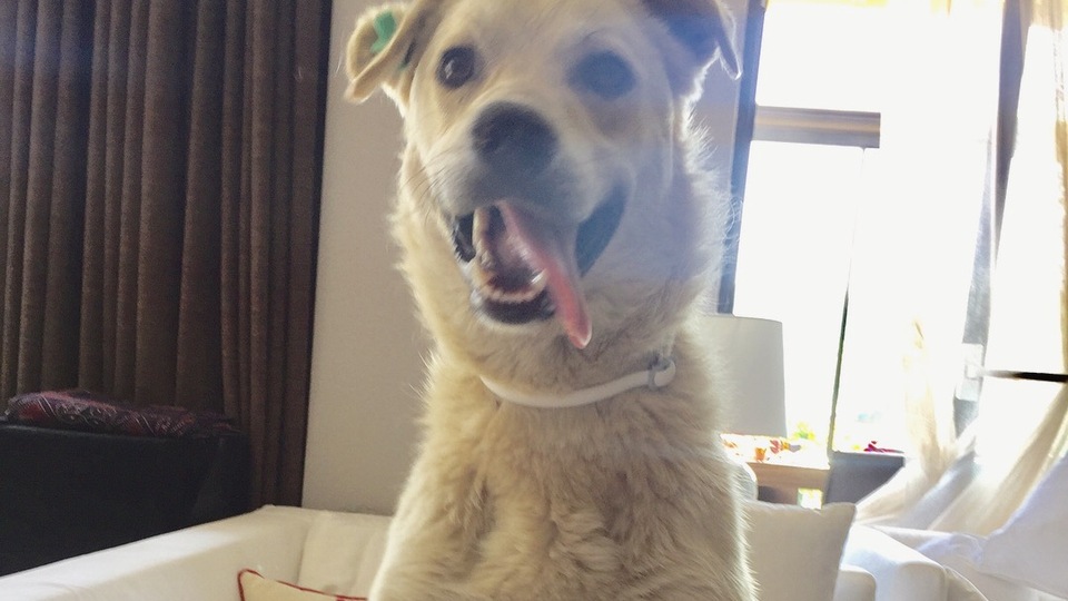 Komşusunun köpeğini boş araziye bıraktı, hapsi isteniyor!