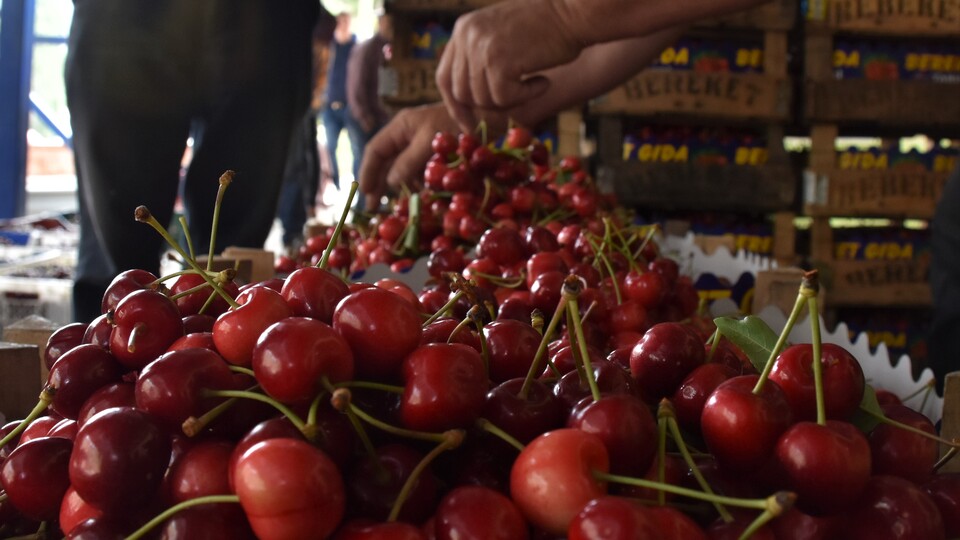 'En kaliteli kiraz burada!' Açık artırma ile satılıyor