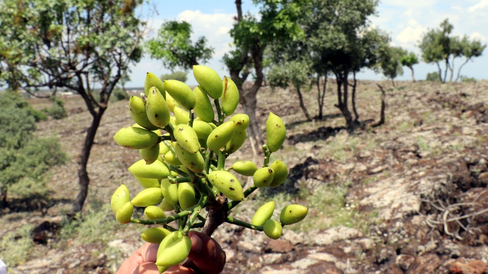 Orman köylüsünün yüzü "fıstık"la gülecek