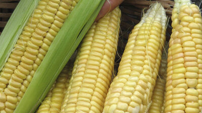 Mısırın faydaları... Neye iyi geliyor?