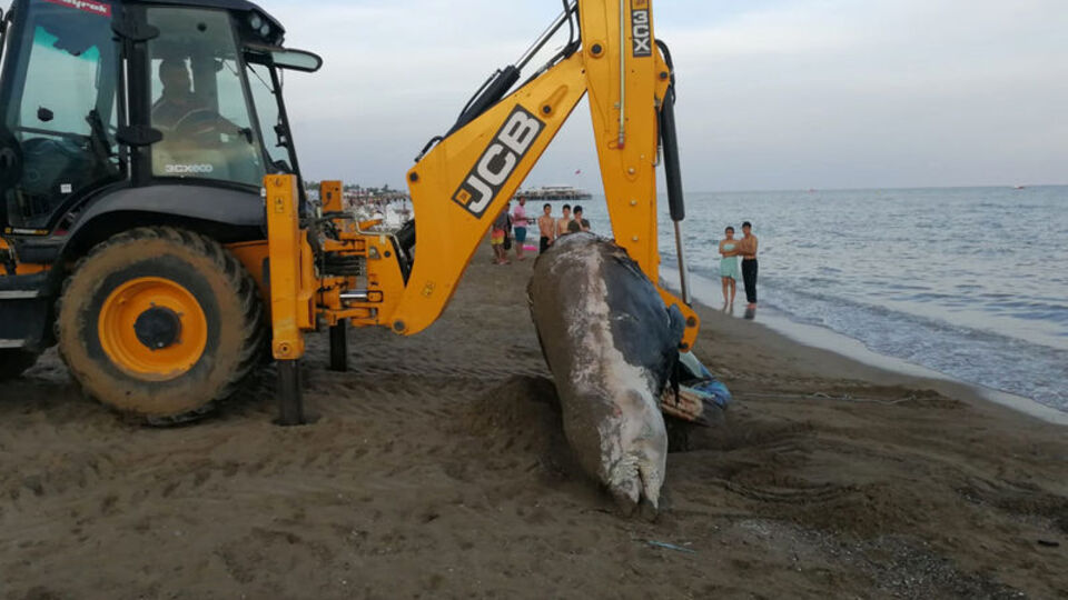 Sahilde büyük şaşkınlık!