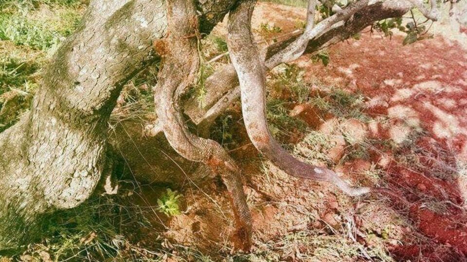 Ne yapacaklarını şaşırdılar!