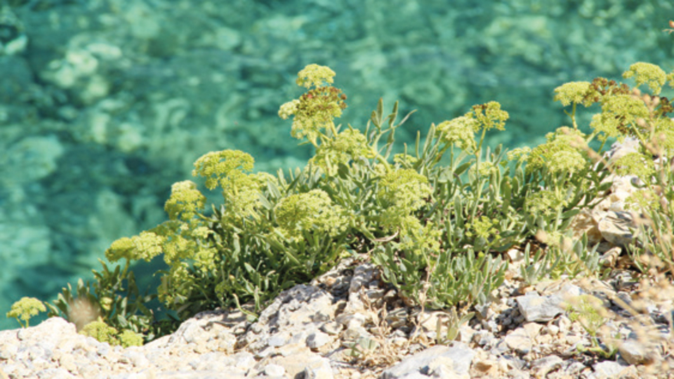 400'e yakın bitki ve 18 orkide türü